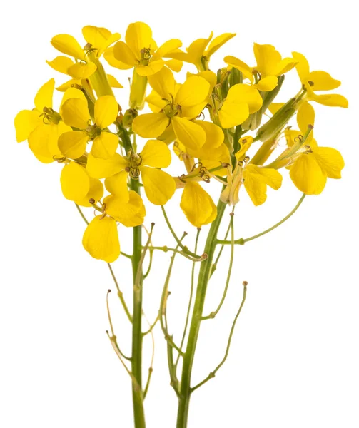 Wallflowers giallo — Foto Stock