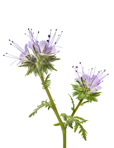 レース phacelia — ストック写真