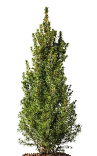 White spruce plant — Stock Photo, Image