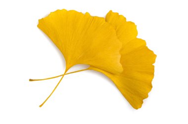 Ginkgo kuru yaprakları beyaza izole edilmiş.