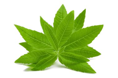 limon Mineçiçeği