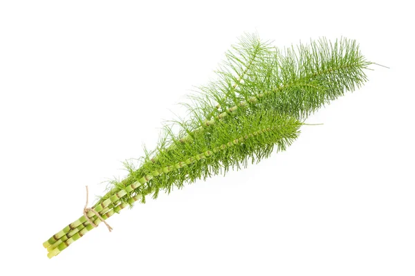 Horsetail — Stock Photo, Image