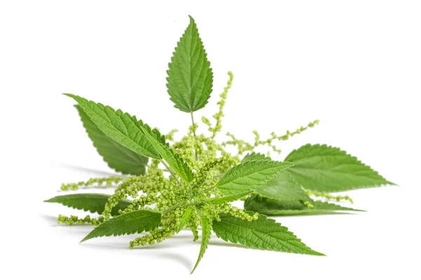 Nettle with flowers — Stock Photo, Image