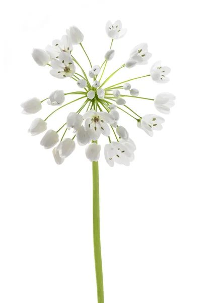 Ramsons flowers — Stock Photo, Image