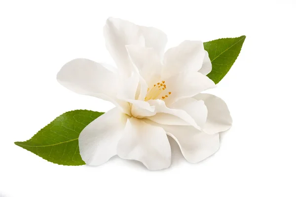 Camellia flower — Stock Photo, Image