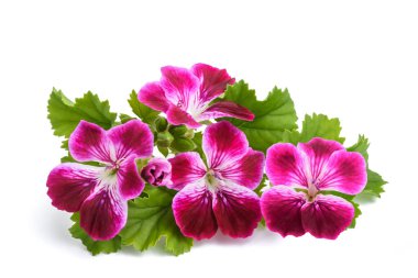 Itır grandiflorum Imperial