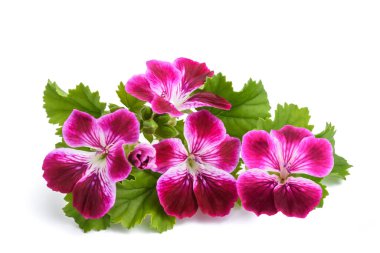 Pelargonium grandiflorum Imperial clipart