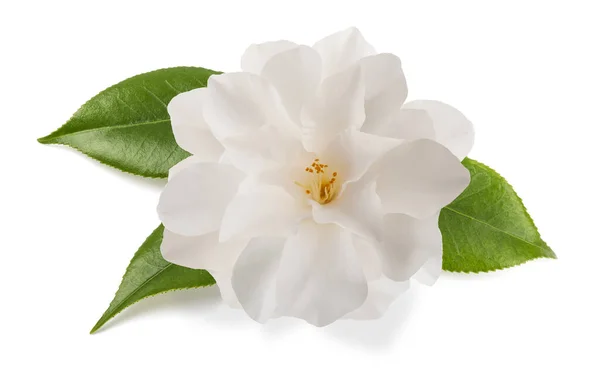 Camellia flower isolated — Stock Photo, Image