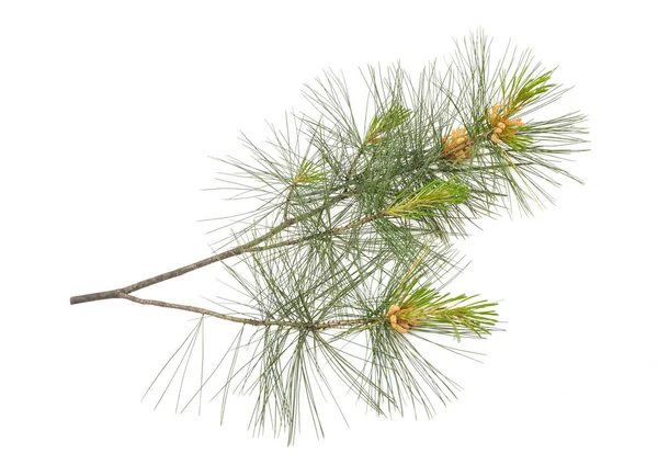 Arolla pine — Stockfoto