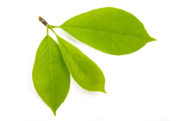 Sucursal Magnolia — Foto de Stock
