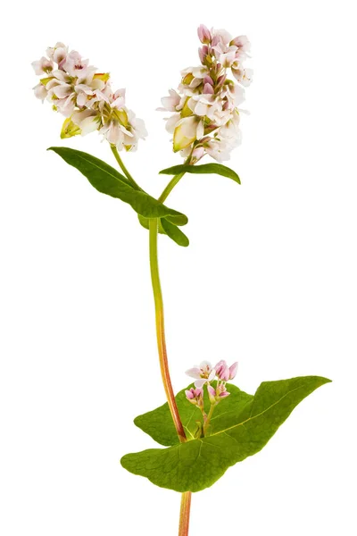 Flores de trigo sarraceno — Foto de Stock
