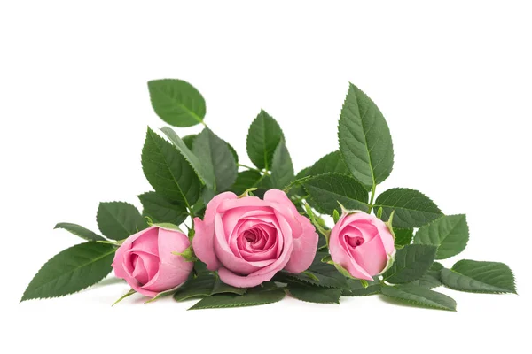 Růžové květy růže — Stock fotografie