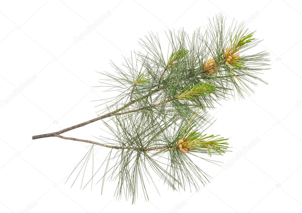 Arolla pine