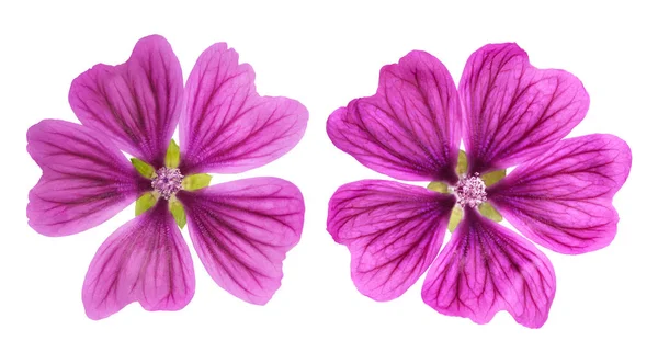 Malva (Malva Sylvestris ) —  Fotos de Stock