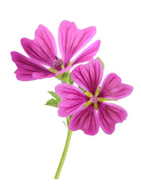 Çiçekli Mallow bitkisi