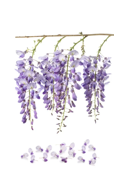 Wisteria flowers — Stock Photo, Image