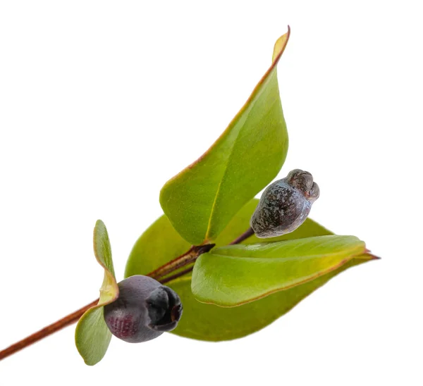 Myrtle  branch with berries — Stock Photo, Image