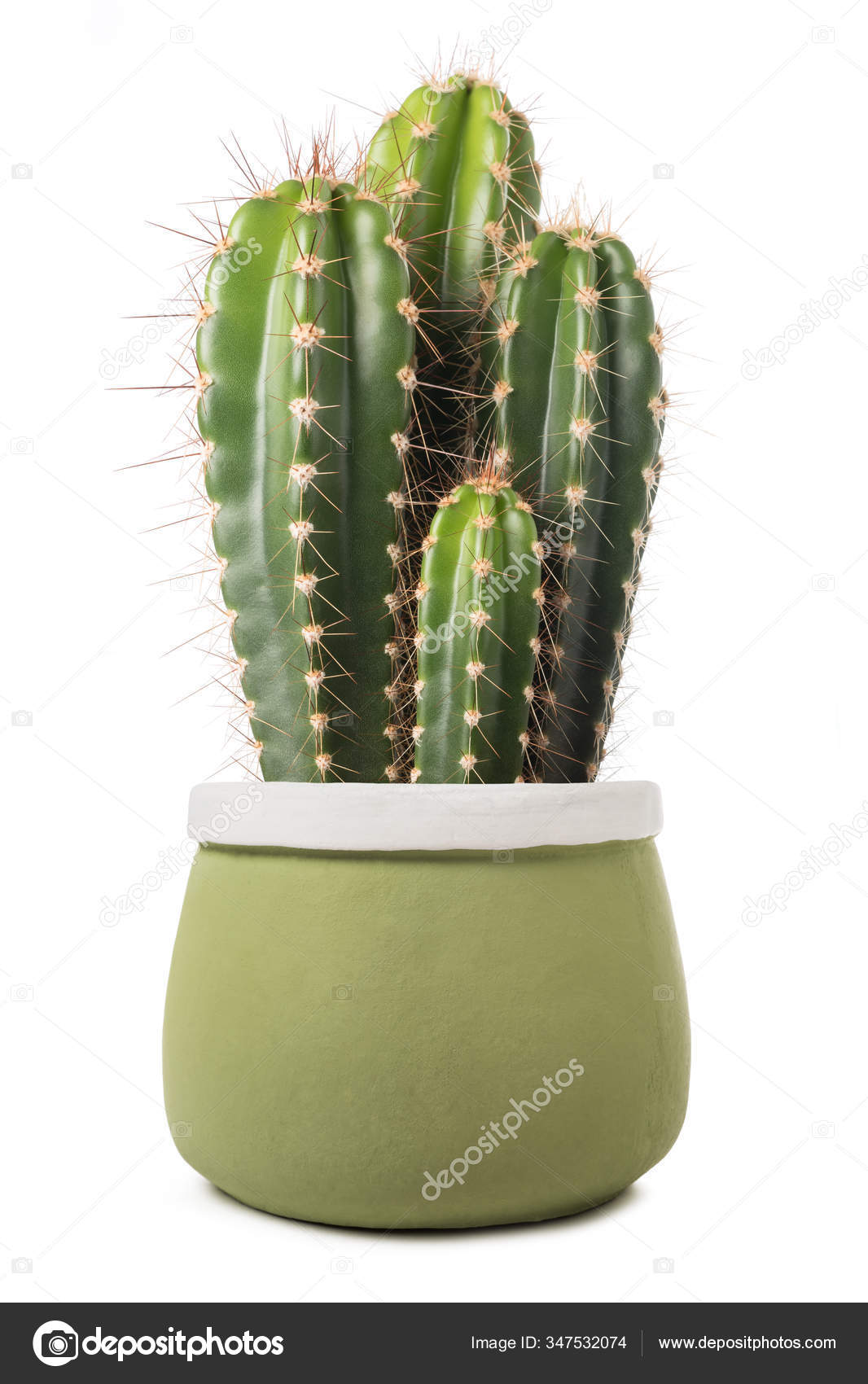 Cactus Vase Isolated White Background Stock Photo By C Scis65 347532074