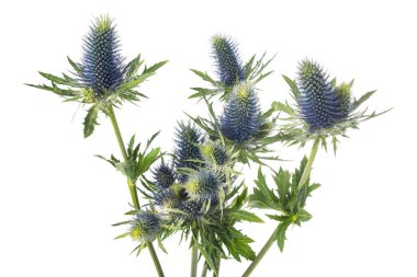 Sea holly thistles isolated on white background clipart