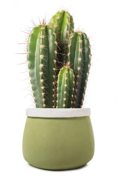 Cactus Jarrón Aislado Sobre Fondo Blanco —  Fotos de Stock