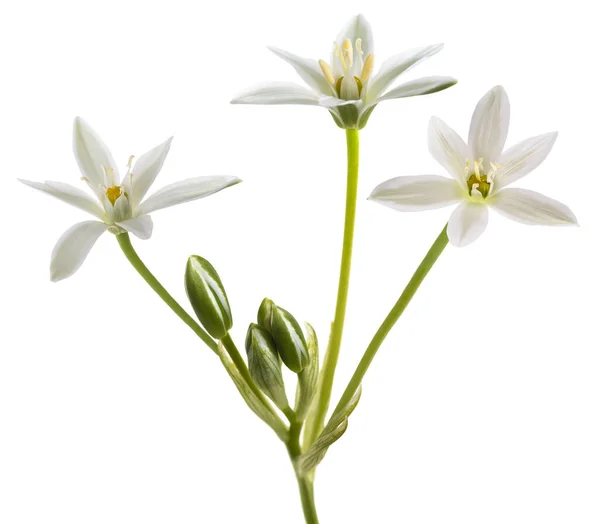 Wit Gras Lily Ornithogalum Umbellatum Bloemen Geïsoleerd Witte Achtergrond — Stockfoto