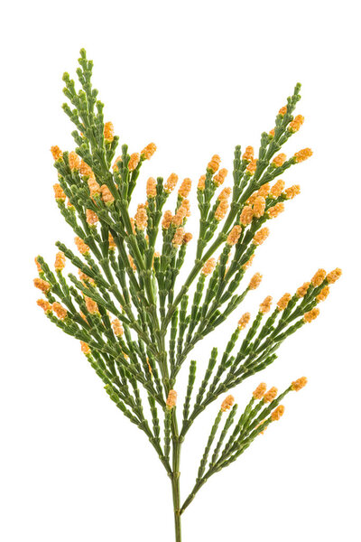 Калифорнийская ветвь кедра (Calocedrus decurrens), изолированная на белом