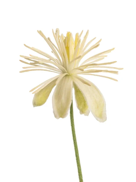 Clematis Vitalba Isolado Sobre Fundo Branco — Fotografia de Stock