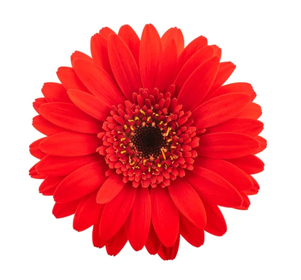 Rode Gerbera Bloem Hoofd Geïsoleerd Witte Achtergrond — Stockfoto