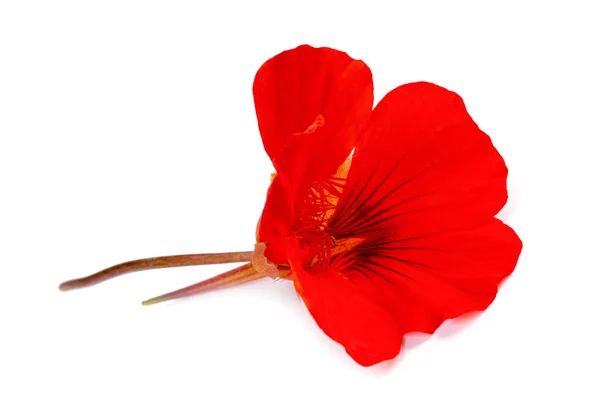 Fleur Nasturtium Isolée Sur Fond Blanc — Photo