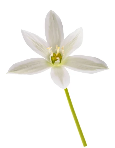 White Grass Lily Ornithogalum Umbellatum Blommor Isolerade Vit Bakgrund — Stockfoto