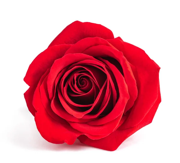 Czerwona Róża Kwiat Izolowany Białym Tle — Zdjęcie stockowe