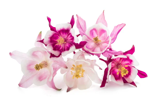 Aquilegia Vulgaris European Columbine Isolated White Background — Stock Photo, Image