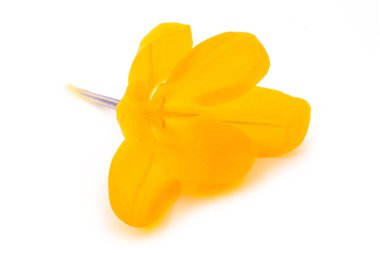 Yellow Crocus flower isolated on white