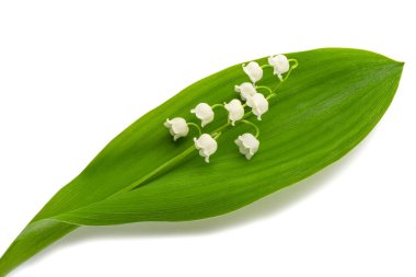 Vadideki zambak beyaz arka planda izole edilmiş