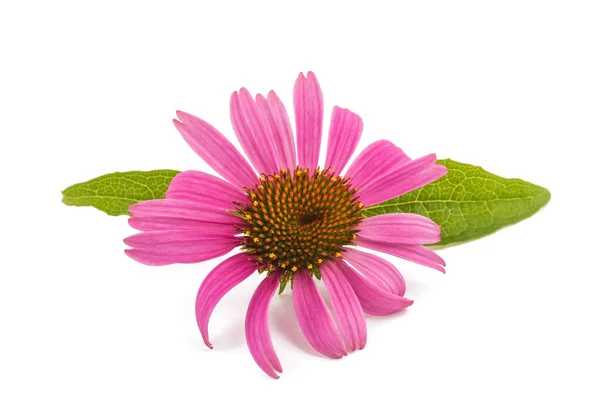 Coneflower Con Hojas Aisladas Sobre Fondo Blanco — Foto de Stock