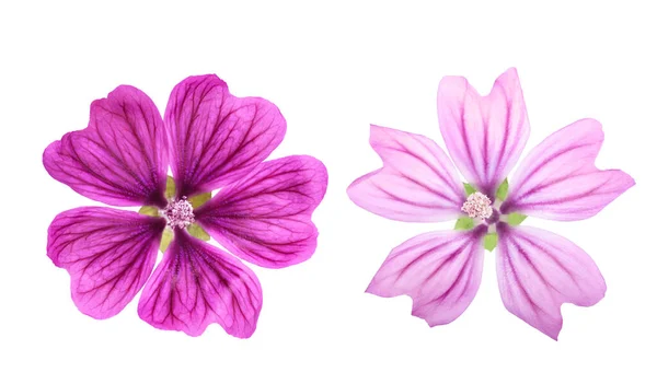 Flor Malva Comum Malva Sylvestris Isolada Sobre Fundo Branco — Fotografia de Stock