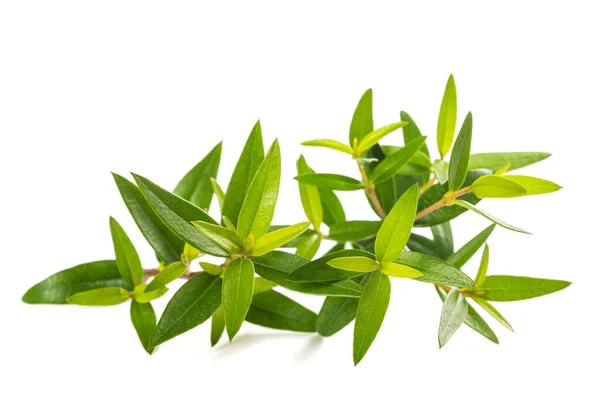 Fresh Myrtle Branch Isolated White Background — 图库照片