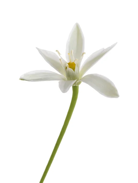 White Grass Lily Ornithogalum Umbellatum Flowers Isolated White Background — Stock Photo, Image