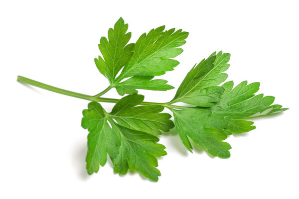 Fresh parsley sprig isolated  on white background