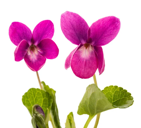 Viola Odorata Charme Rouge Fleurs Isolées Sur Blanc — Photo