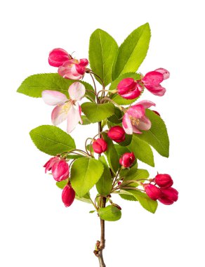 Beyaz arkaplanda tomurcukları olan elma çiçekleri