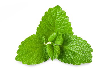 Taze Melisa beyaz arka plan üzerinde izole