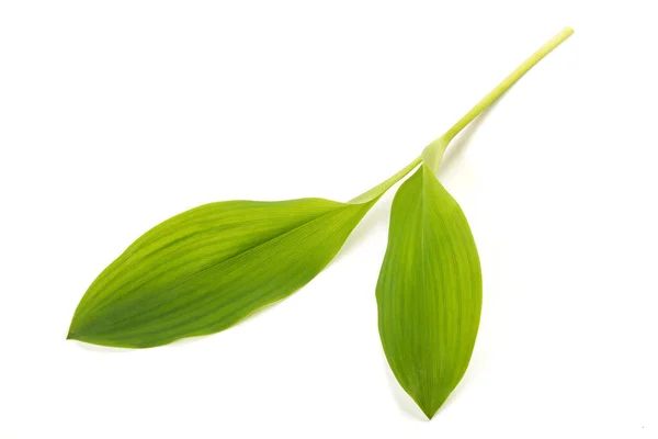 Maiglöckchen Blätter Isoliert Auf Weißem Grund — Stockfoto