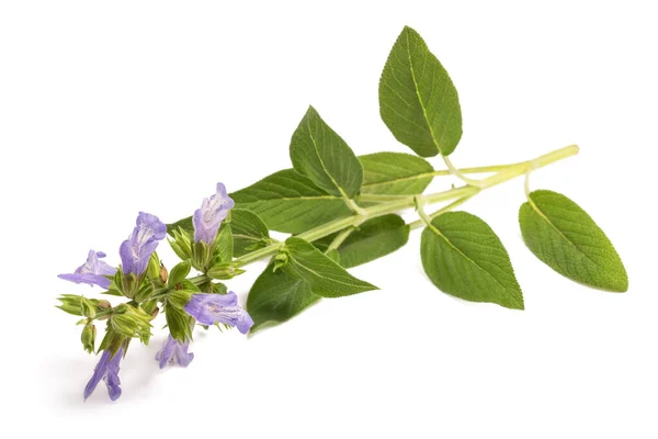 Sauge Aux Fleurs Isolées Sur Fond Blanc — Photo