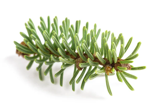 European Silver Fir Twig Isolated White — Stock Photo, Image