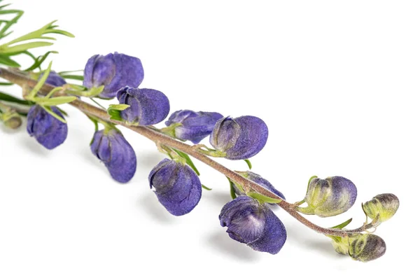 Capuche Moine Fleurs Isolées Sur Fond Blanc — Photo