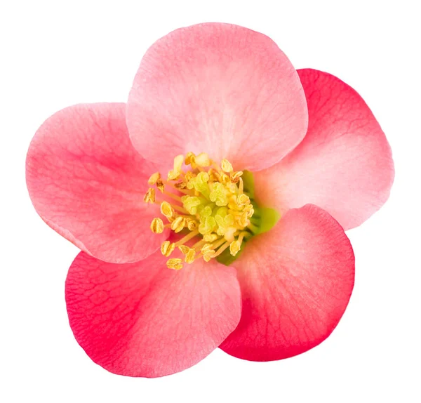 Chaenomeles Speciosa Flor Aislada Sobre Fondo Blanco — Foto de Stock