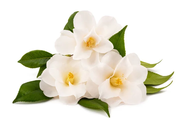Three White Camellia Isolated White Background — Stock Photo, Image
