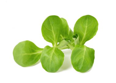 Mısır salatası beyaz arkaplanda izole