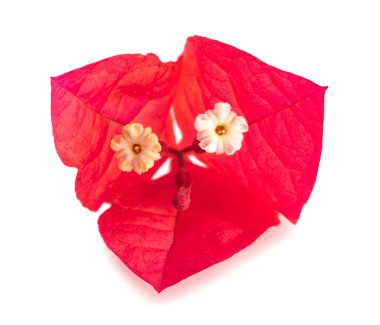 bougainvillea çiçeği beyaz arkaplanda izole edilmiş